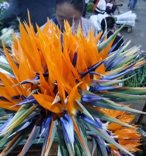 以扶郎花怎么分株？（简单易行的扶郎花繁殖方法）