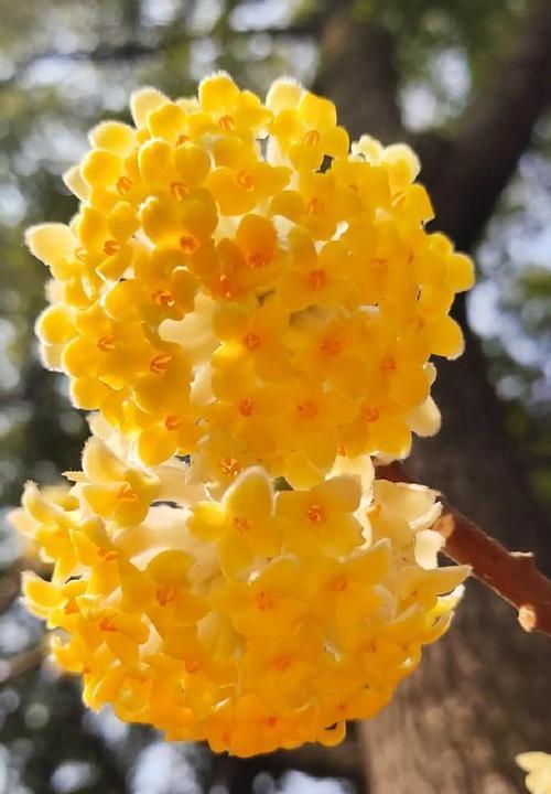 北方养殖结香花的秘诀（打造美丽花坛，享受花香四季）