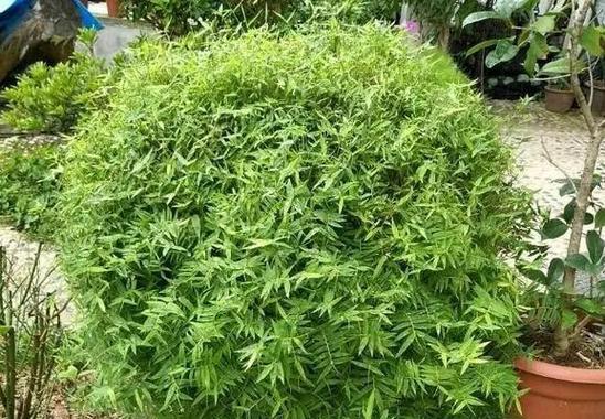 怎样治疗凤尾竹烂叶子问题？（解决凤尾竹烂叶子，让盆栽更健康）