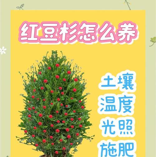 红豆杉的防冻措施及其关键因素（保护红豆杉免受严寒天气的伤害与冻害防治）