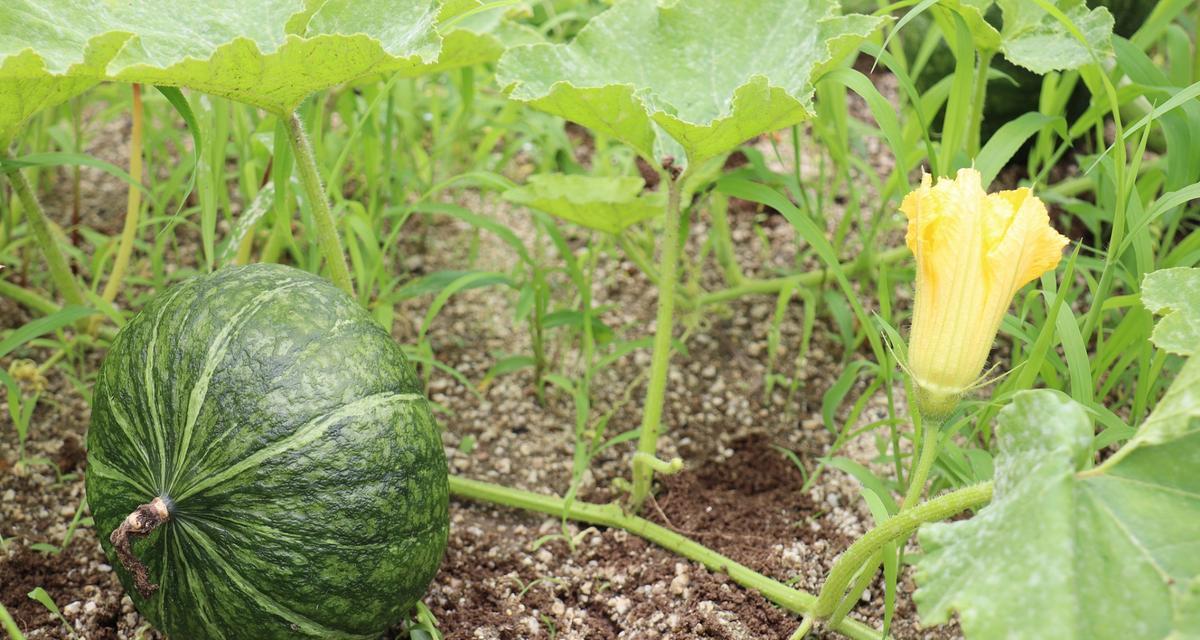 从选种到收成，全方位教你如何种植南瓜（从选种到收成，全方位教你如何种植南瓜）