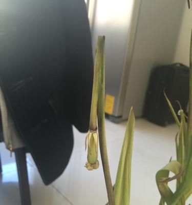 芦荟叶芯发黄的原因及处理方法（解决芦荟叶芯发黄的有效措施）