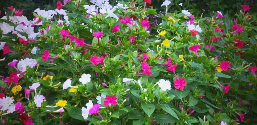 地雷花养护指南（打造盛开如火的地雷花花园）