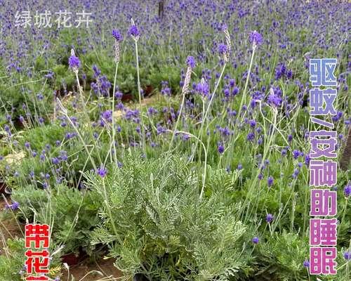 薰衣草养殖指南（打造浪漫花园的必备植物）