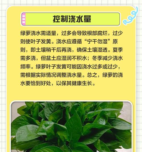 绿萝叶子发黄，怎么办？（教你保持绿萝的健康绿色）