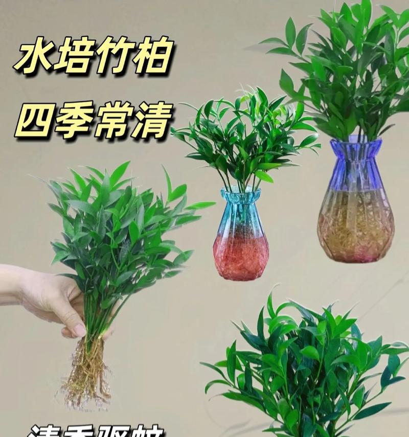 水培竹修剪指南（打造健康繁茂的水培竹）