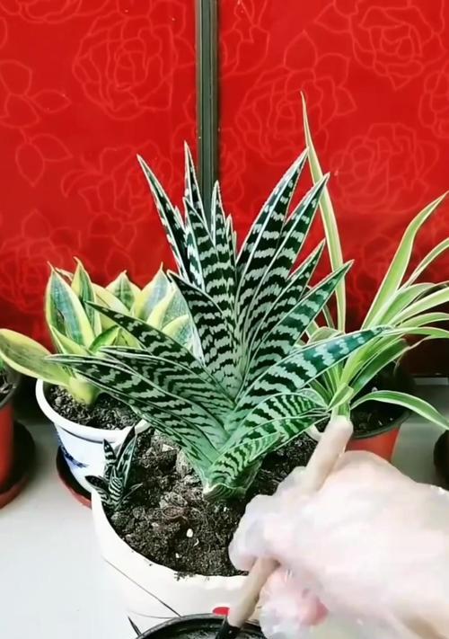 芦荟叶子长窄了怎么办？（快速解决芦荟叶子窄长问题的方法！）
