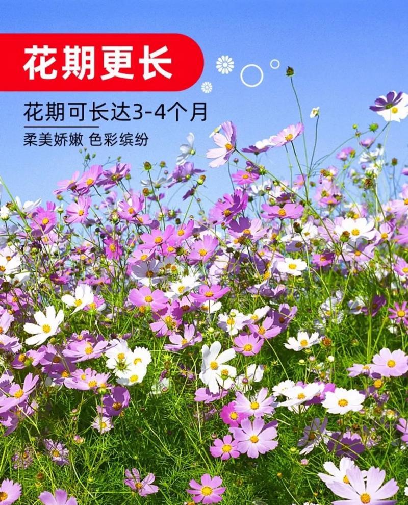 以野花种子怎么发芽（探究野花种子发芽的方法和技巧）