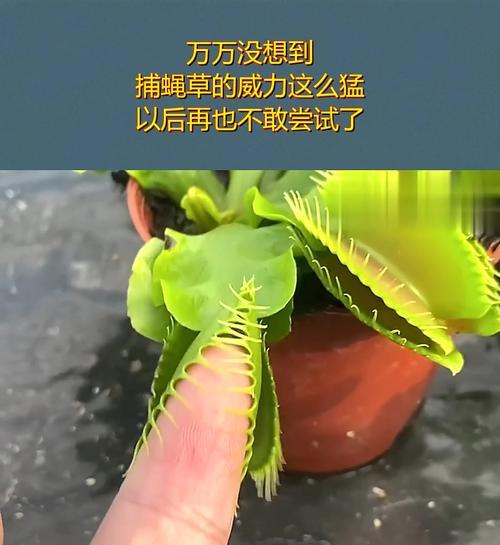 掌握补蝇草的养殖技巧，让其健康茁壮生长（以补蝇草怎么养为主题，带你了解养殖要点）