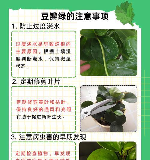 豆瓣绿叶烂了怎么办？（探讨豆瓣绿叶烂了的原因及解决方法）