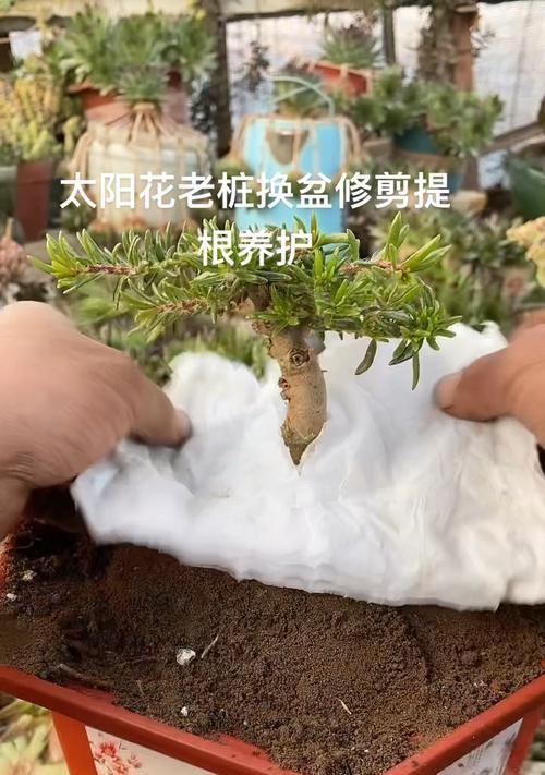 如何修剪以太阳花以促使其快速生长（掌握关键技巧，助您打造茁壮的以太阳花花园）