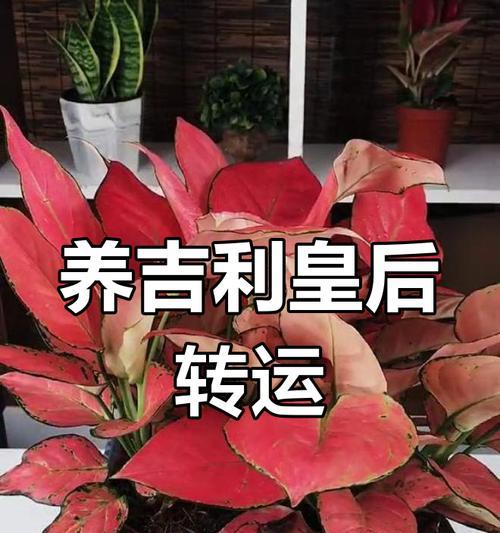 如何正确养护吉利皇后的方法（掌握关键技巧，让吉利皇后焕发青春光彩）