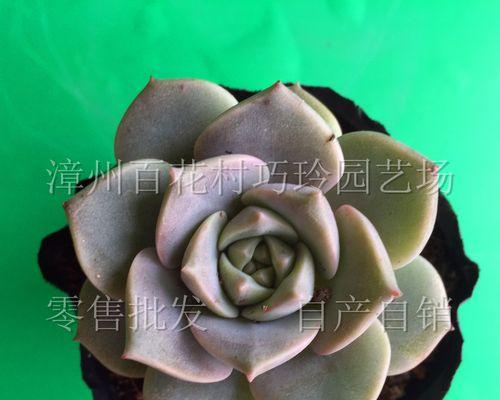 多肉白牡丹的土壤更换及养护方法（精心调配土质，助你打造美丽多肉花园）