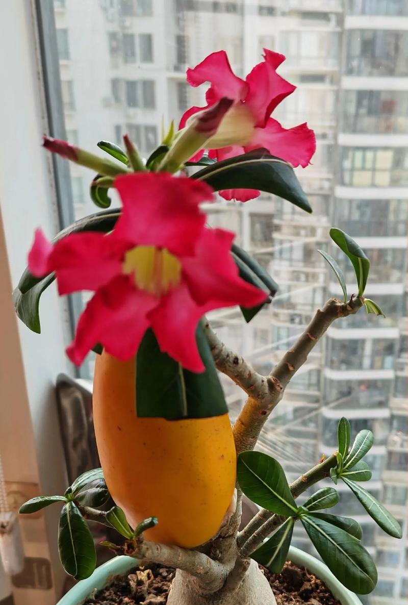如何养护以石开花，让花朵绽放绚丽生机（以石开花养护指南——）
