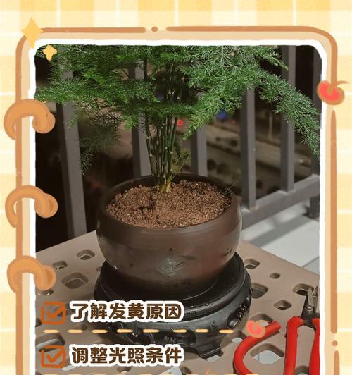如何解决以水养文竹黄叶问题