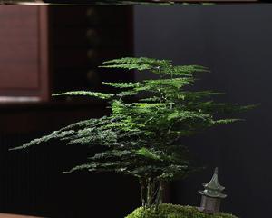 绿萝吊兰的排水孔处理方法（打造健康成长环境，掌握绿萝吊兰排水孔的关键技巧）