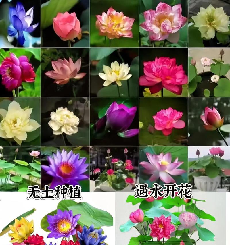 如何快速让睡莲开花（睡莲开花的方法和技巧）