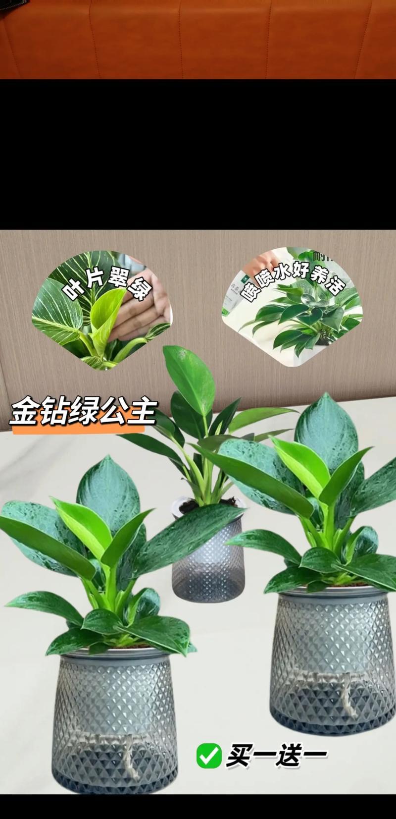 金钻叶子的毒性与防范（了解金钻叶子的毒性，保障家人健康）
