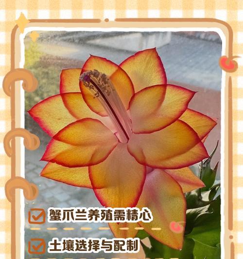蟹爪兰浇水不干解决方法（保持适度湿润，关注排水情况）