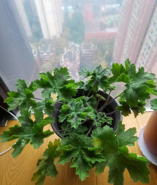 天竺葵苗的种植技巧与成长秘籍（打造茂盛的天竺葵花园，让苗变成鲜花）