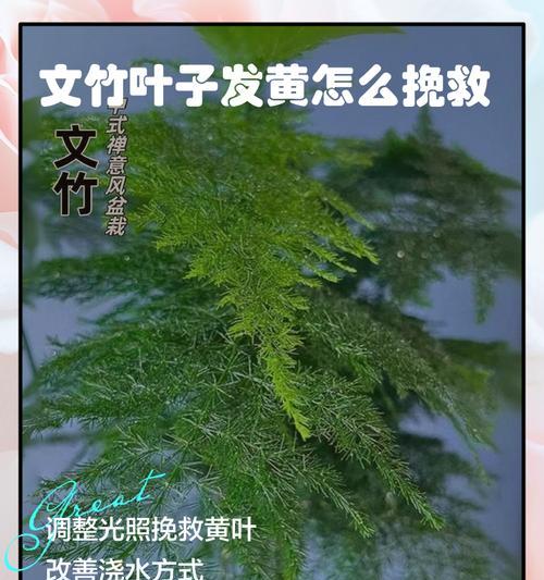 文竹叶子变干的原因及解决方法（保持室内湿度，给文竹适宜的生长环境）