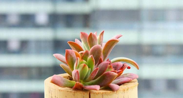 如何快速养殖多肉植物（以怎样的方法让多肉植物迅速生长）