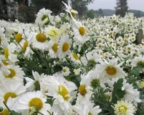 菊花的栽培与种植（从选种到采摘全面解析）