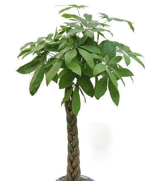 会议室理想植物装饰（以何种植物装点会议室更合适）