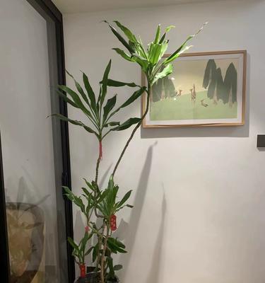螺纹铁叶子蔫了怎么办？（多方面掌握救援方法，让植物快速复苏。）