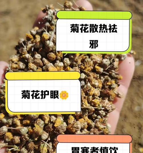 菊花的花苞分布与生长特点（探寻菊花低矮生长的奥秘及其与花苞分布的关系）