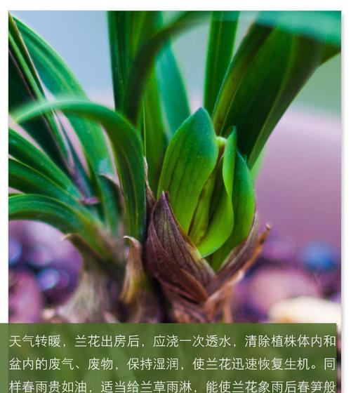 如何正确浇水和加土以保持蝴蝶兰花的健康