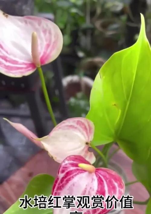 红掌水培（以红掌水培为主题的养殖方法及技巧大揭秘）