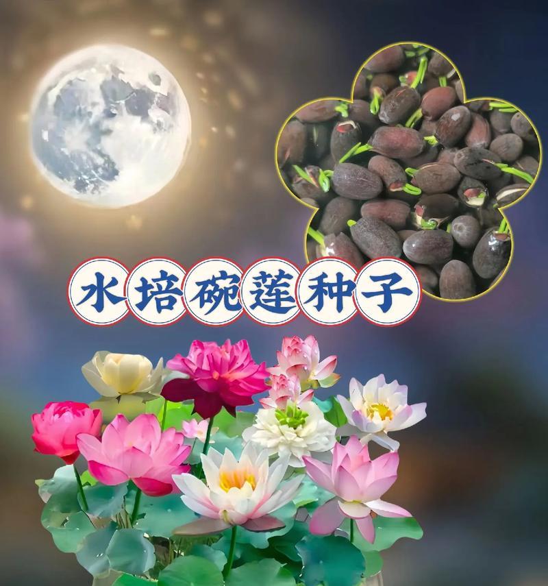 迷你荷花养殖指南（养护技巧、水培方法、常见问题解答）