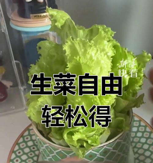 浇水过多的生菜怎么处理？（科学浇水是生菜健康生长的关键）