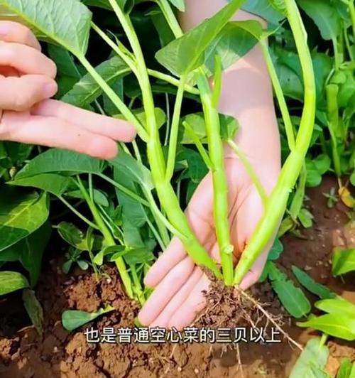 空心菜的浇水技巧（掌握浇水的频率和方式，让空心菜健康成长）