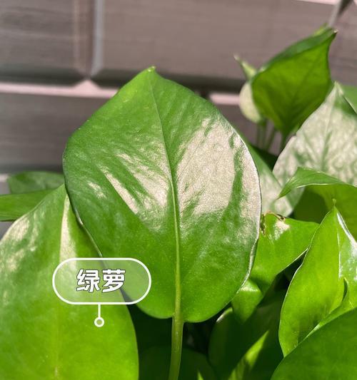 用大塑料瓶种绿萝，打造室内绿色天地（环保种植，简单实践，大塑料瓶，绿萝，栽培）