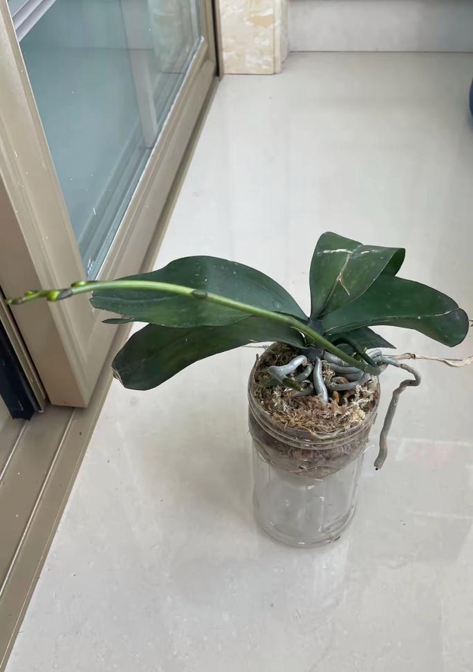 蝴蝶兰生长异常问题的原因及解决方法（探究蝴蝶兰生长异常现象的原因，解决停止生长的关键方法）