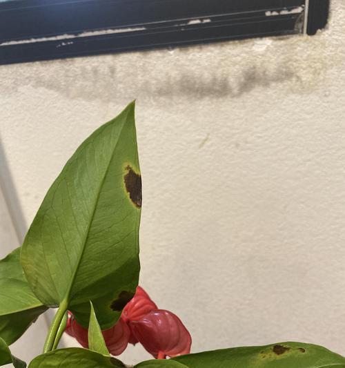红掌叶子腐烂处理方法（保持适宜的湿度，及时清除叶片病斑）