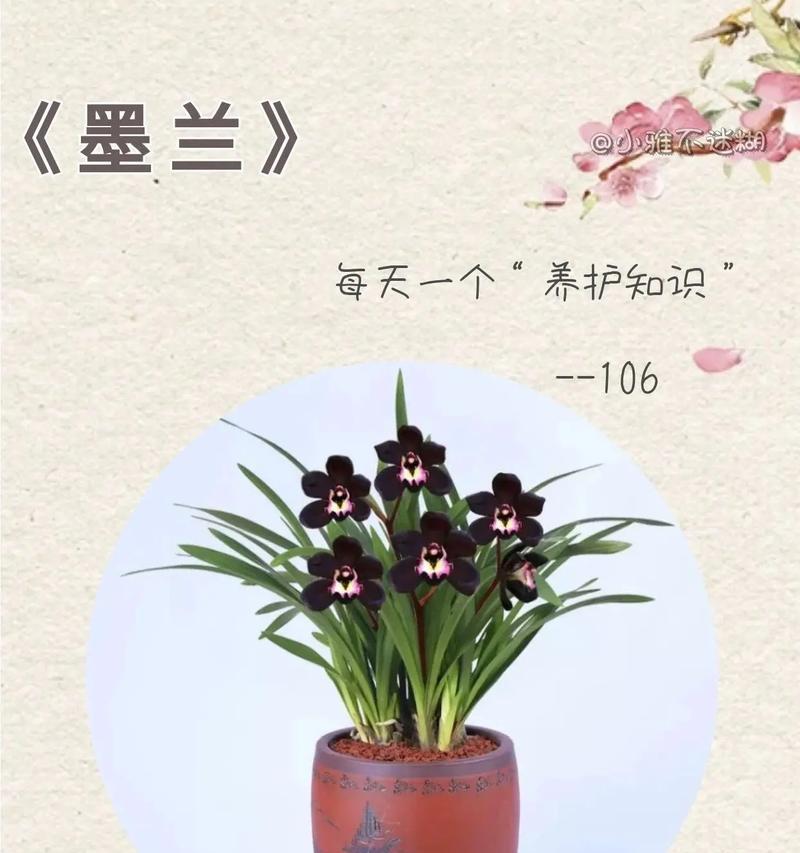 墨兰开花的秘密剖析（探索墨兰开花的速度和方法，让你的花园绽放美丽）