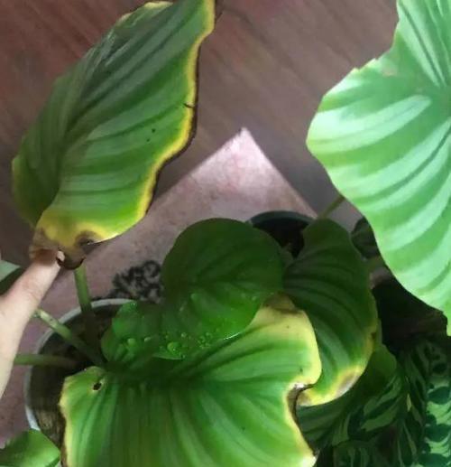 解决苹果盆栽秋天叶子发黄的问题（苹果盆栽叶子发黄原因分析及对策）