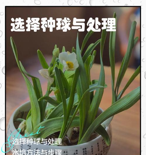 挑选水仙，品味花海之美（探索水仙花的种类与选购要点）