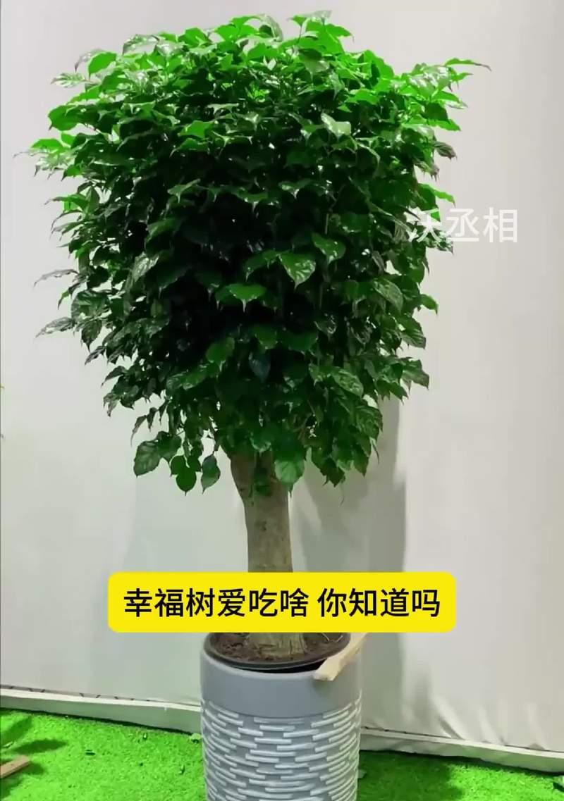 以幸福树怎么可以生侧枝（探索幸福树生长的秘密，打造侧枝繁茂的幸福园林）