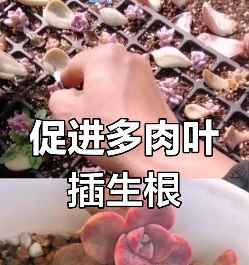 以多肉叶插怎么养根（揭秘多肉叶插法，从叶片到成株的成长密码）