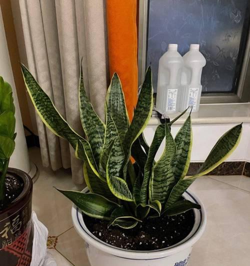虎皮兰水养指南（掌握关键技巧，轻松养护虎皮兰）