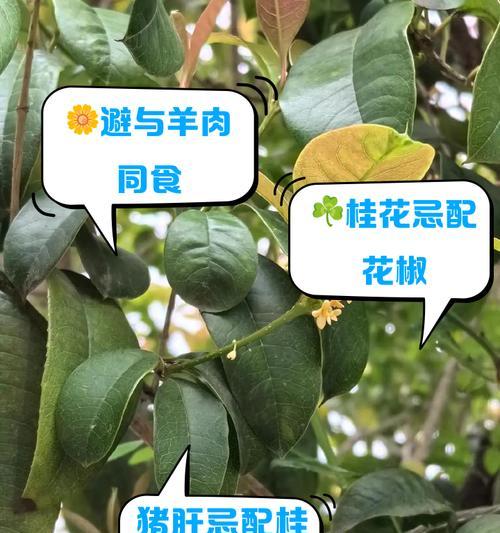 五六年桂花不开花的原因及解决方法（探究桂花长时间不开花的问题并寻找解决之道）