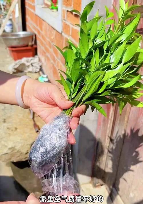 蚊虫植物的保养秘籍（打造无蚊无虫的理想家园）