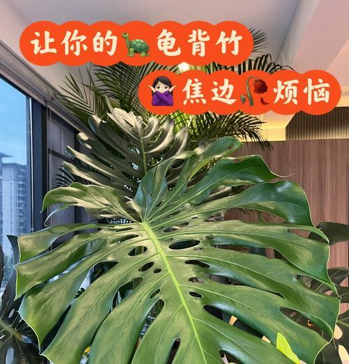 以龟背竹黄叶如何处理？（有效处理掉落的黄叶，保持龟背竹的健康）