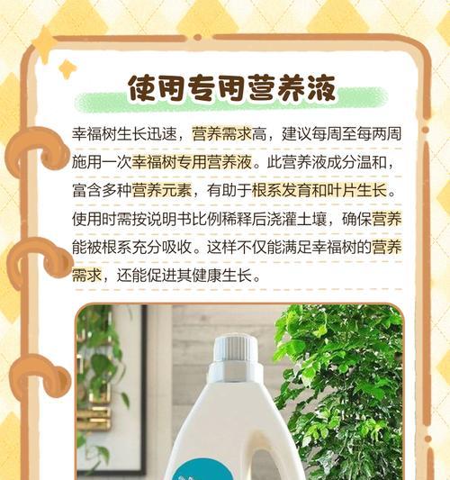 如何补救以幸福树晒干叶子的问题（养护技巧，让幸福树恢复活力）