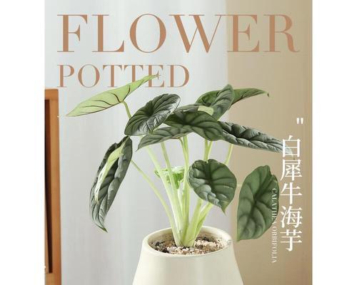 犀牛花养护指南（打造健康鲜艳的犀牛花花园）