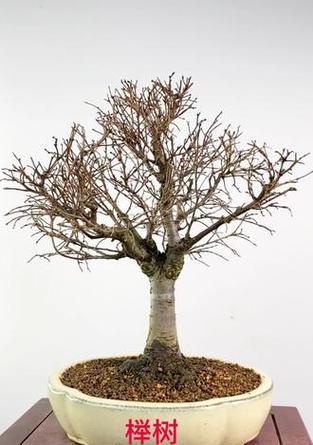 制作榉树盆景，打造自然之美（以榉树为主题，让盆景艺术绿意盎然）